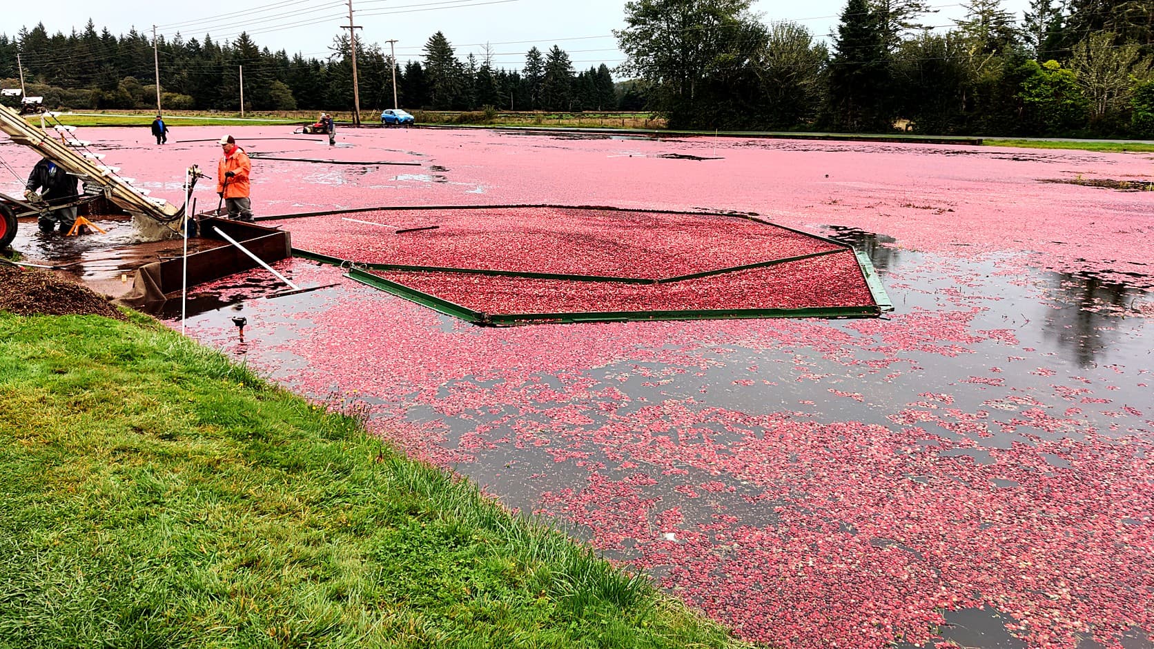 A flooded cranberry bog covered in floating red berries, with a thicker mass of berries held inside a floating green frame, a conveyor and two workers at the left edge, and evergreens along the far side.