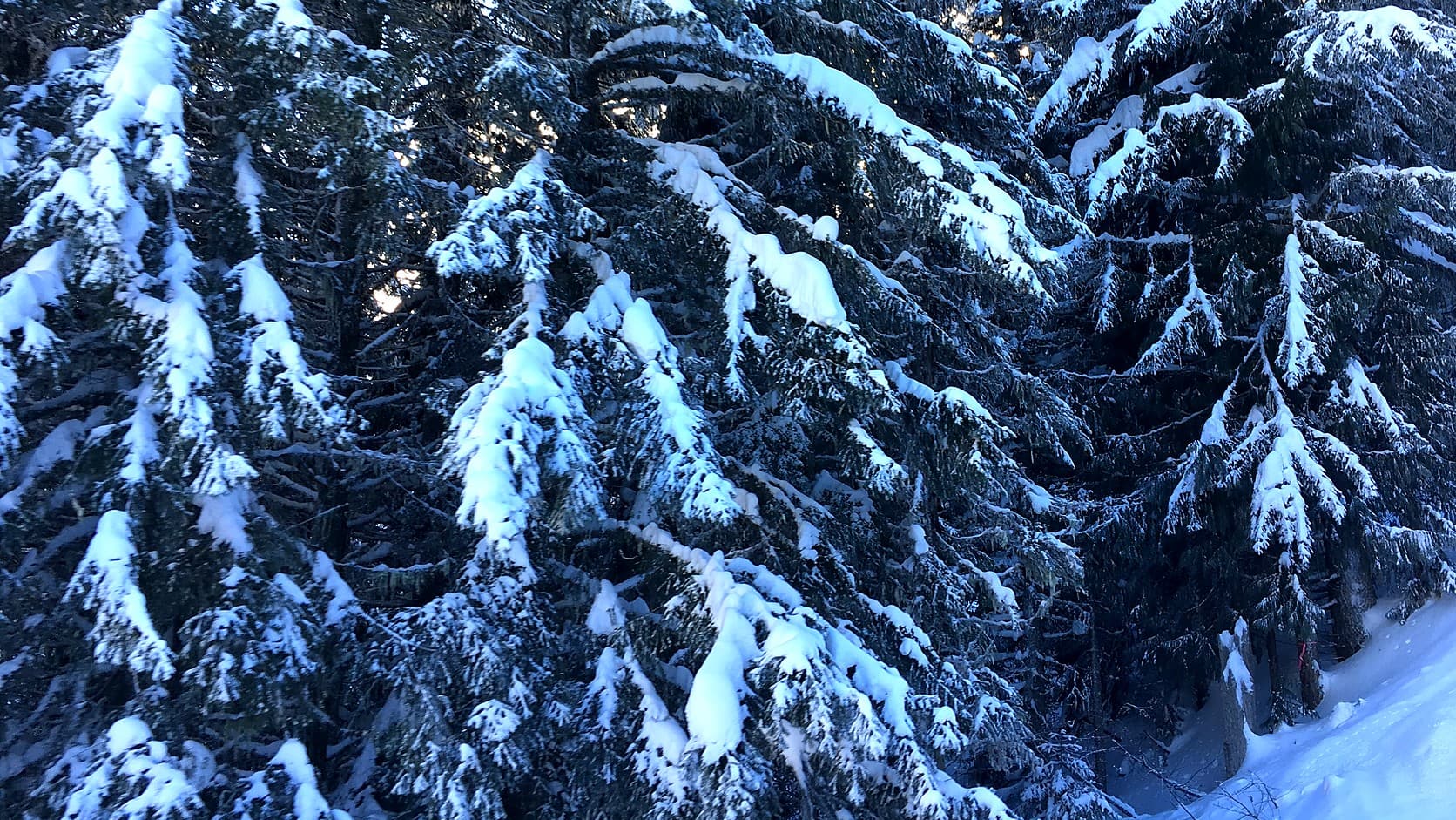 Snow lies heavy on the drooping branches of tall evergreen trees beside a snowy slope, with low sunlight showing between the trunks.