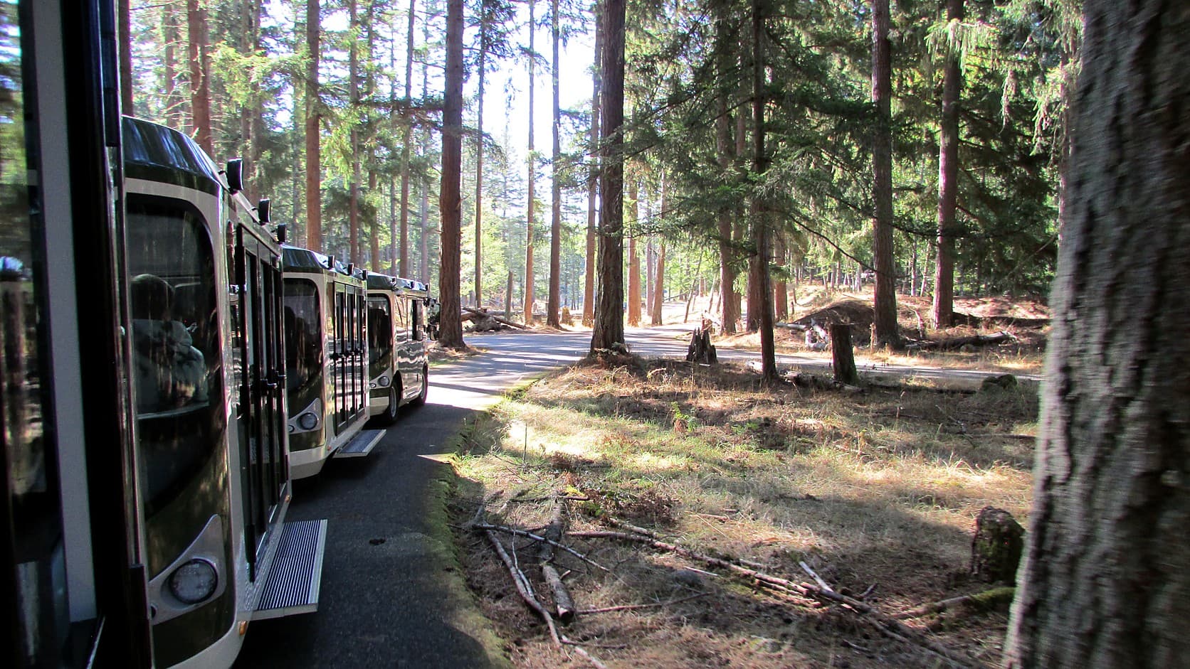 The cream-colored cars of a Discovery Tram, with dark roofs, strung along a paved road through tall conifers and sunlit dry grass at Northwest Trek Wildlife Park.